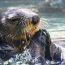 otter in water