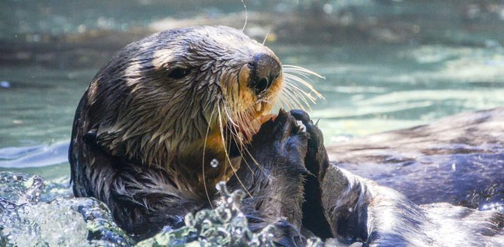 otter in water