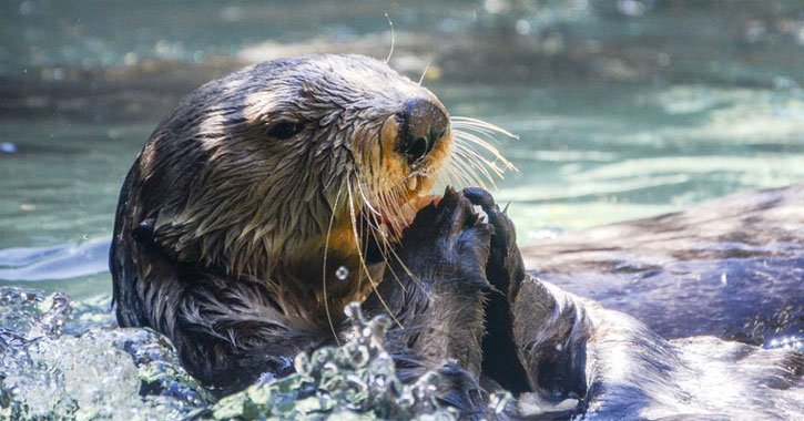 otter in water