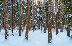 forest in winter