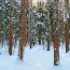 forest in winter