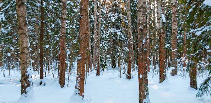 forest in winter