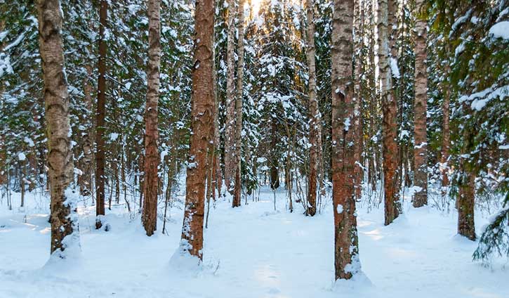 forest in winter