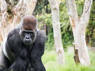 Large gorilla staring into the camera at a zoo