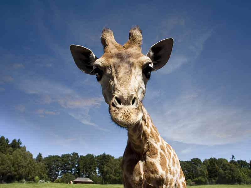 Close up of Giraffe's face