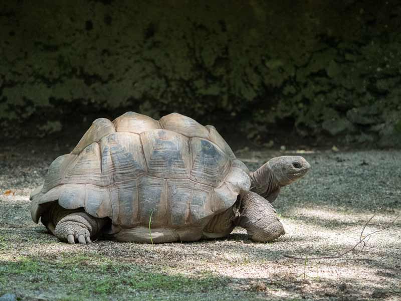 Large sulcata tortoise looking at the camera at the Bronx Zoo
