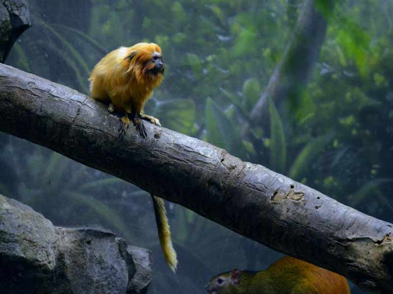 Golden Lion Tamarin sitting on log at the Buffalo Zoo