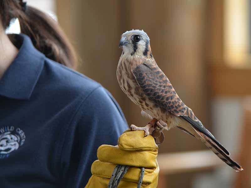 a Kestral Hawk perched on a handler at The Wild Center in Tupper Lake NY