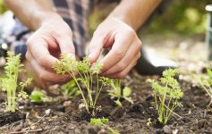 person gardening