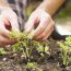 person gardening