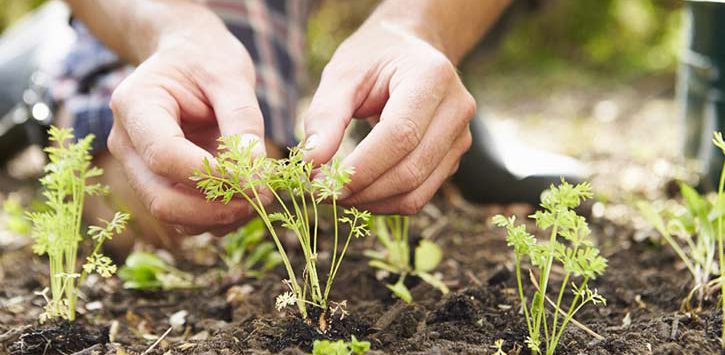 person gardening