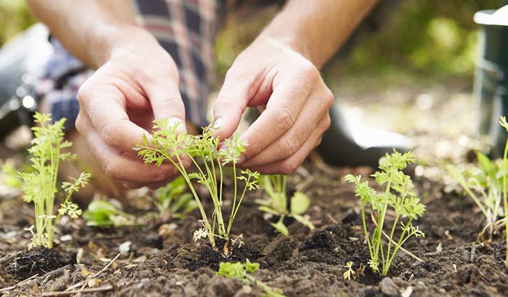 person gardening