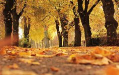 Yellow and orange leaves on a tree lined path