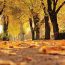 Yellow and orange leaves on a tree lined path