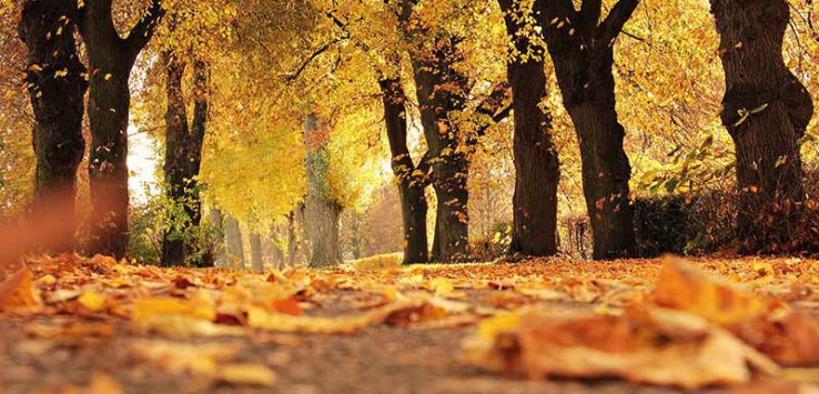 Yellow and orange leaves on a tree lined path