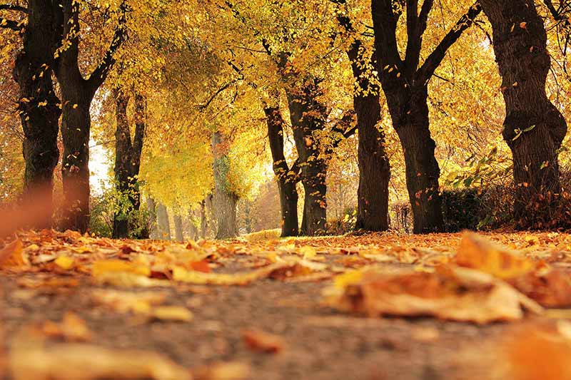 Yellow and orange leaves on a tree lined path