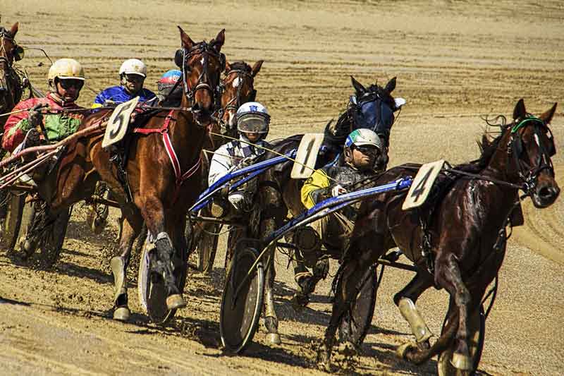 Horses harness racing